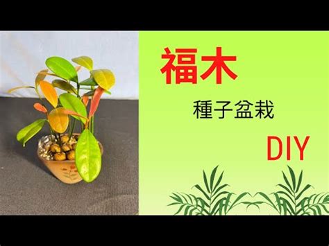 福木 風水|福木樹：打造自然陽台